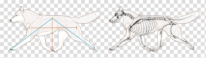 Siberian Husky Cattle Mammal Drawing Canidae, siberian husky transparent background PNG clipart