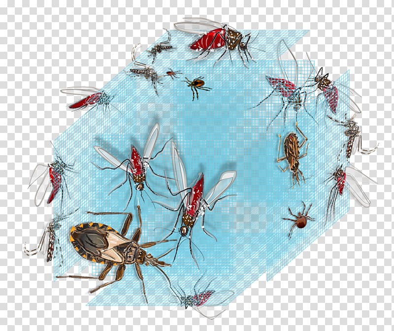 control Disease Mosquito Health, health transparent background PNG clipart