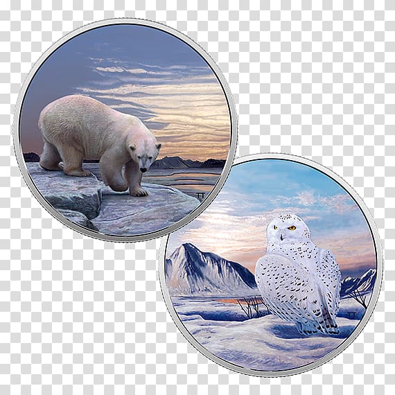 Snowy owl Canada Coin Bird, glow in the dark animals transparent background PNG clipart