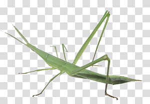 Caelifera Acrididae Locust Insect Acridoidea, Grasshopper transparent background PNG clipart thumbnail