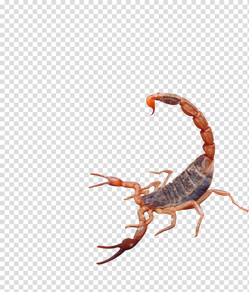 Scorpion Insect, Scorpion attack transparent background PNG clipart
