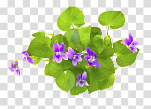 Violet , others transparent background PNG clipart thumbnail