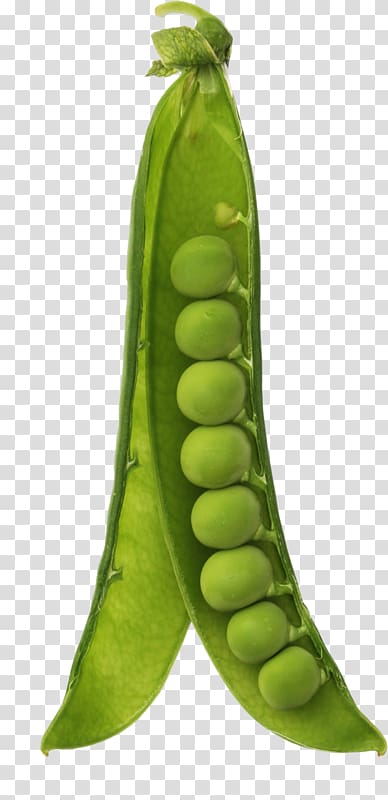 Snow pea Pea soup Green, Green pea pods transparent background PNG clipart