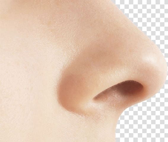 human nose , Small Nose transparent background PNG clipart