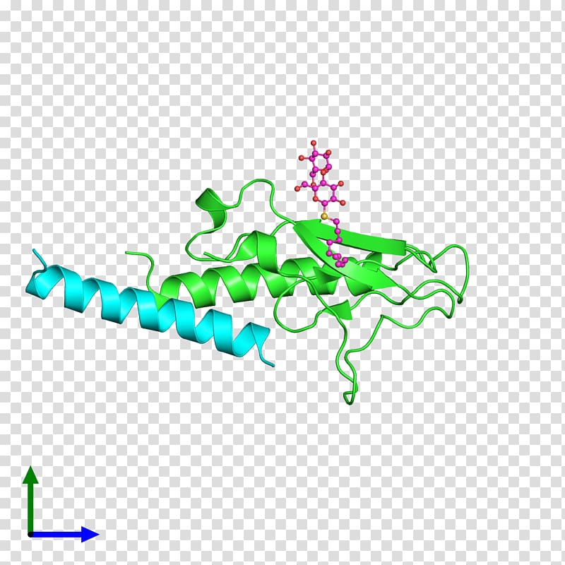Protein Data Bank Structural Classification of Proteins database Glucagon-like peptide-1 receptor, transparent background PNG clipart