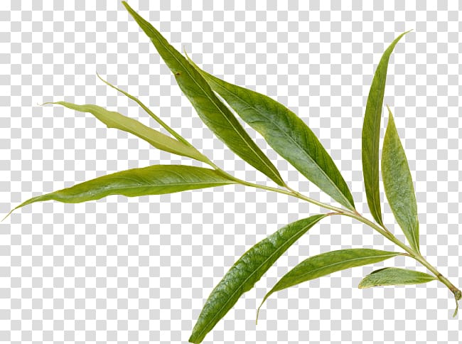 Branch Leaf Plant Tree, Leaf transparent background PNG clipart