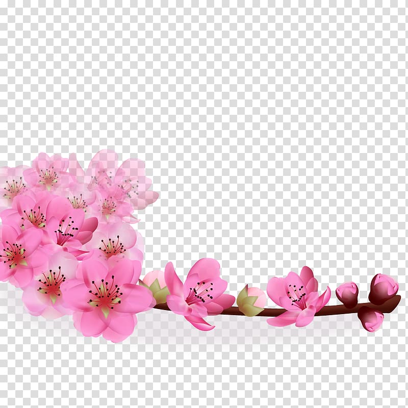 pink cherry blossom illustration, Realistic Sakura transparent background PNG clipart