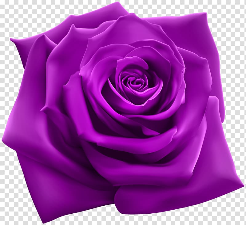 Rose Purple Pink , purple transparent background PNG clipart