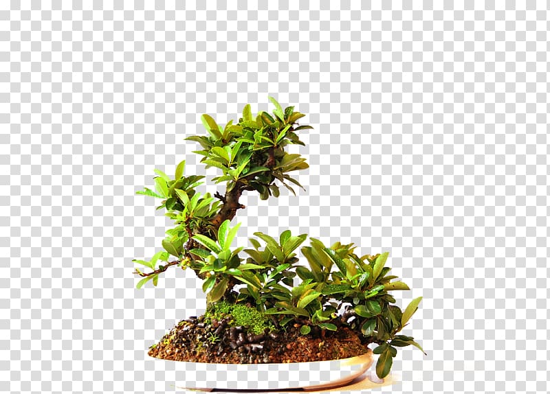 Bonsai Tree Online shopping Flowerpot Cantabria, bonsai garden transparent background PNG clipart