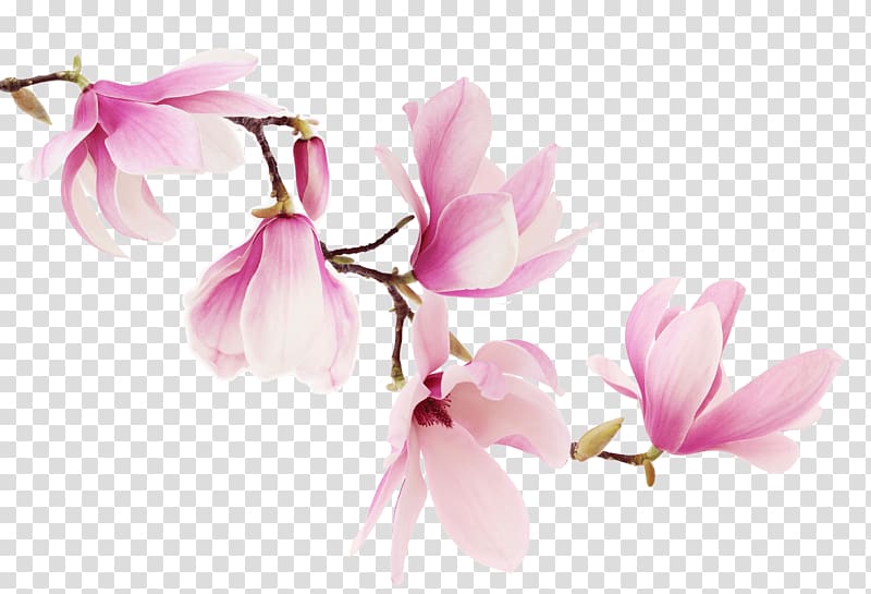 pink magnolia flowers illustration, Southern magnolia Liriodendron tulipifera Flower , orchid transparent background PNG clipart