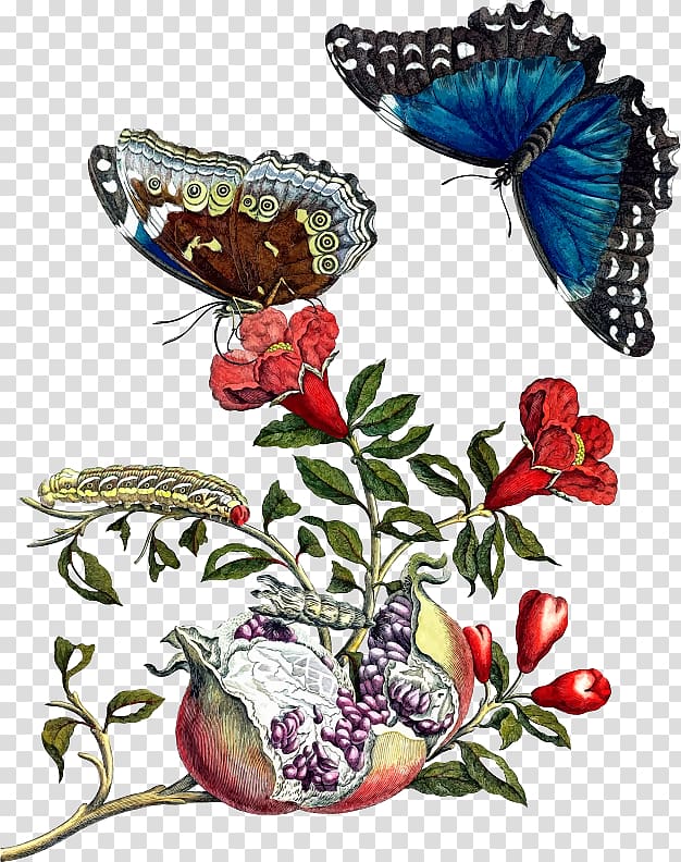 Metamorphosis insectorum Surinamensium Insects of Surinam The Metamorphosis, insect transparent background PNG clipart