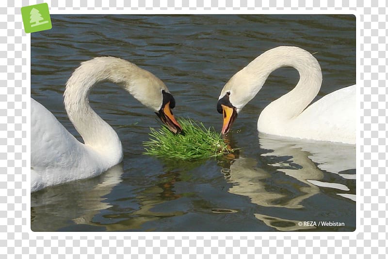 Cygnini Duck Fauna Pond Neck, duck transparent background PNG clipart