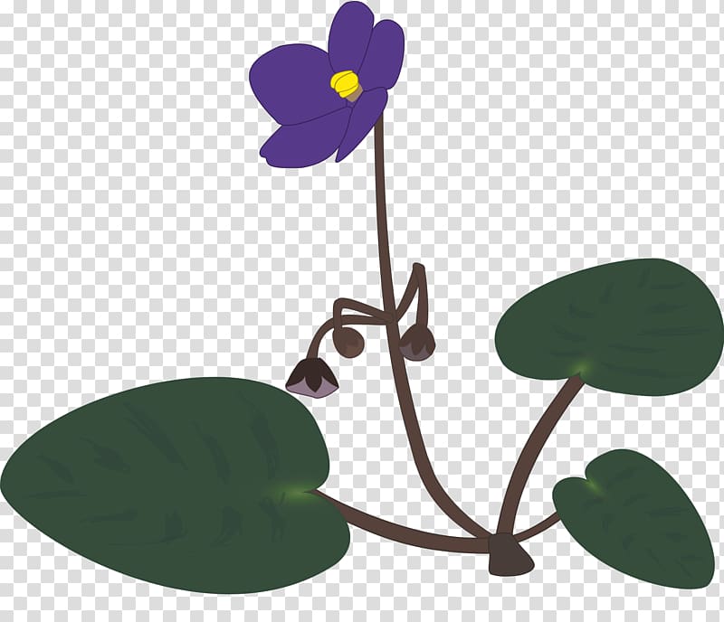 African violets , violet transparent background PNG clipart