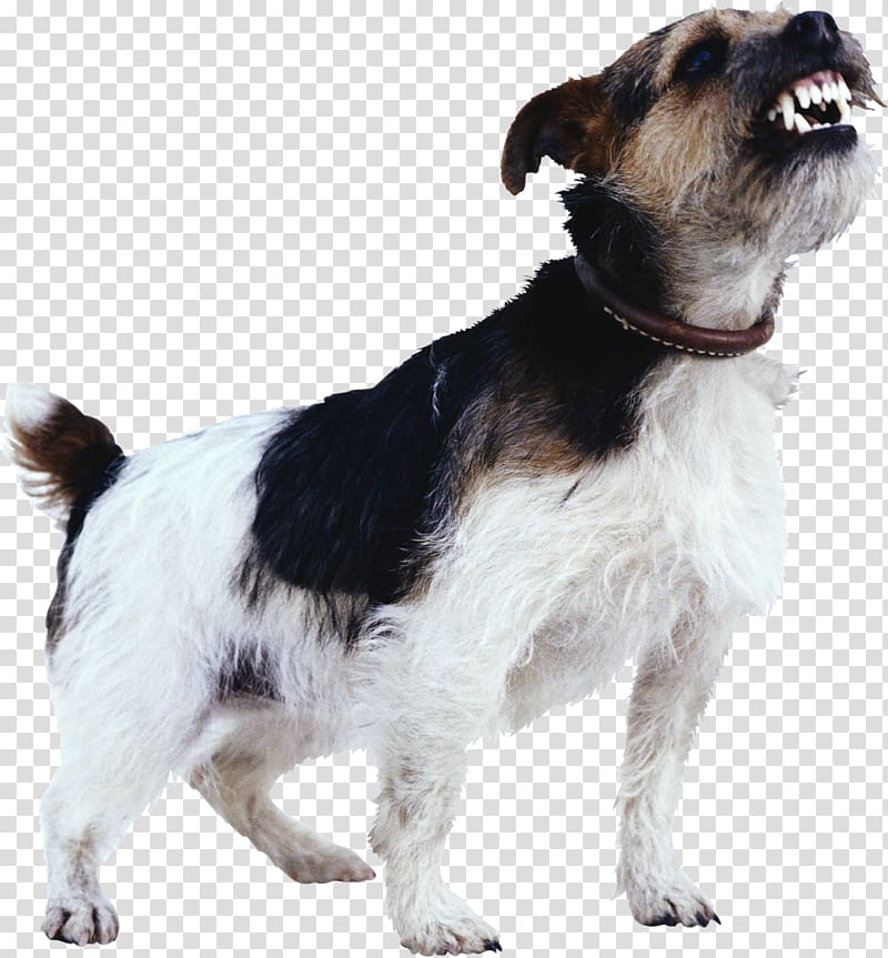 Dog training Dog aggression Dog bite Detection dog, chihuahua transparent background PNG clipart