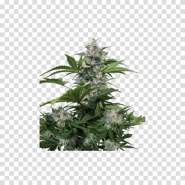 Autoflowering cannabis Seed Marijuana White dwarf Red dwarf, cannabis seeds transparent background PNG clipart