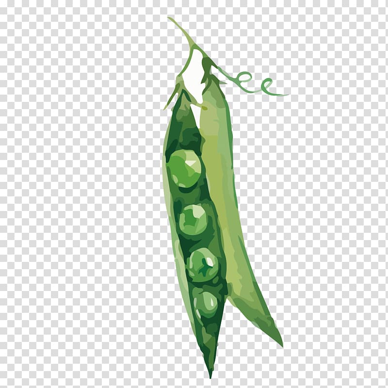 Snow pea Green bean Euclidean Vegetable, green pea pod illustration transparent background PNG clipart