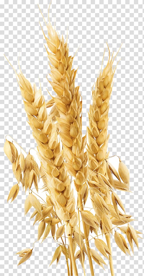 , wheat transparent background PNG clipart