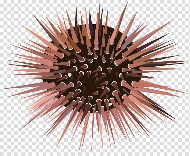 Sea urchin Spine , thorn transparent background PNG clipart