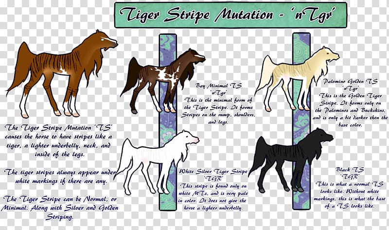 Foal Mustang Colt Stallion Halter, tiger stripes transparent background PNG clipart