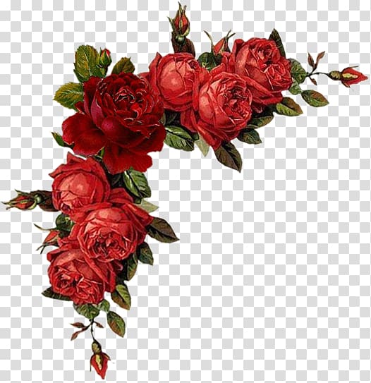 Floral design Flower Rose Red , flower transparent background PNG clipart