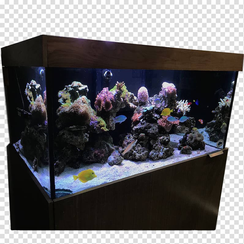 Aquarium lighting Benjamin\'s Aquarium Services Reef aquarium GloFish, coral reef transparent background PNG clipart