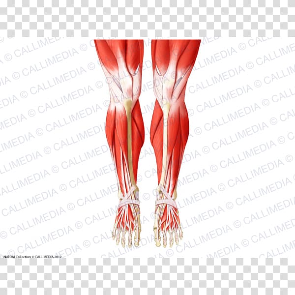 Knee Human body Anatomy Muscle Patella, rectus femoris function transparent background PNG clipart