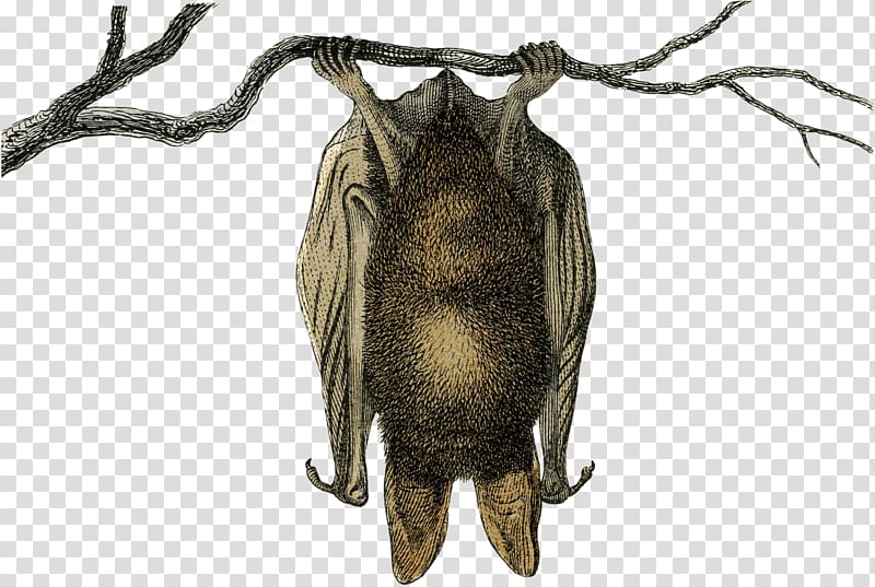Bat Galéria Savaria German language Terrestrial animal Insect, Vintage halloween transparent background PNG clipart