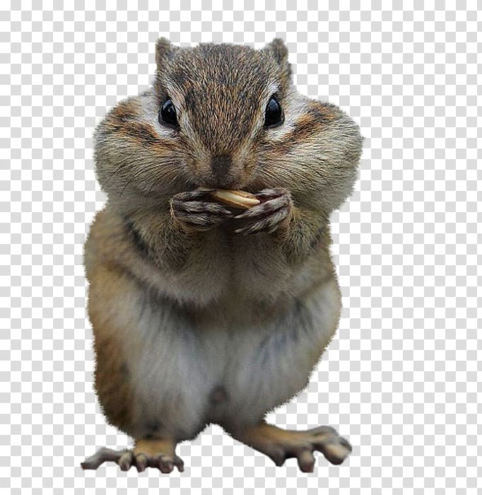 Squirrel Desktop Cuteness Chipmunk, squirrel transparent background PNG clipart