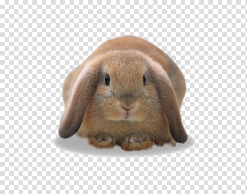 Domestic rabbit European rabbit Hare, Cute little bunny creative transparent background PNG clipart