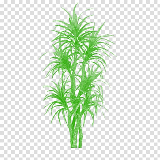 Palm trees Areca palm Plants Bamboo, plants transparent background PNG clipart