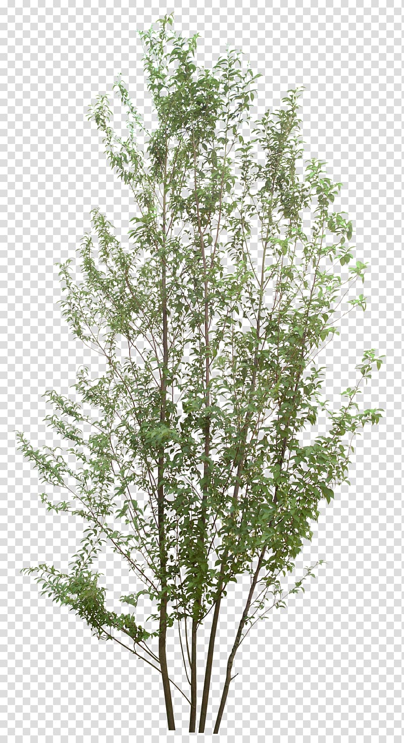 Tree Information, tree plan transparent background PNG clipart