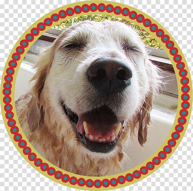 Golden Retriever Dog breed トリミングスタジオ４-ＤＯＧＳ Spaniel Microbubbles, golden retriever transparent background PNG clipart