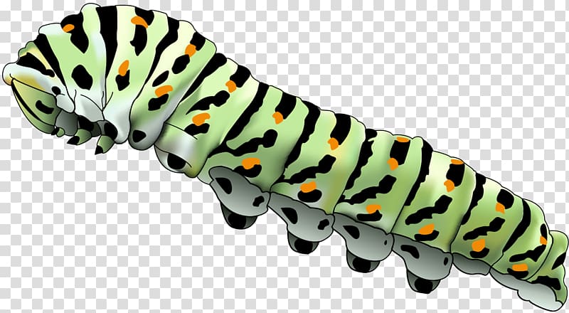 Caterpillar Butterfly Larva Silkworm, caterpillar transparent background PNG clipart