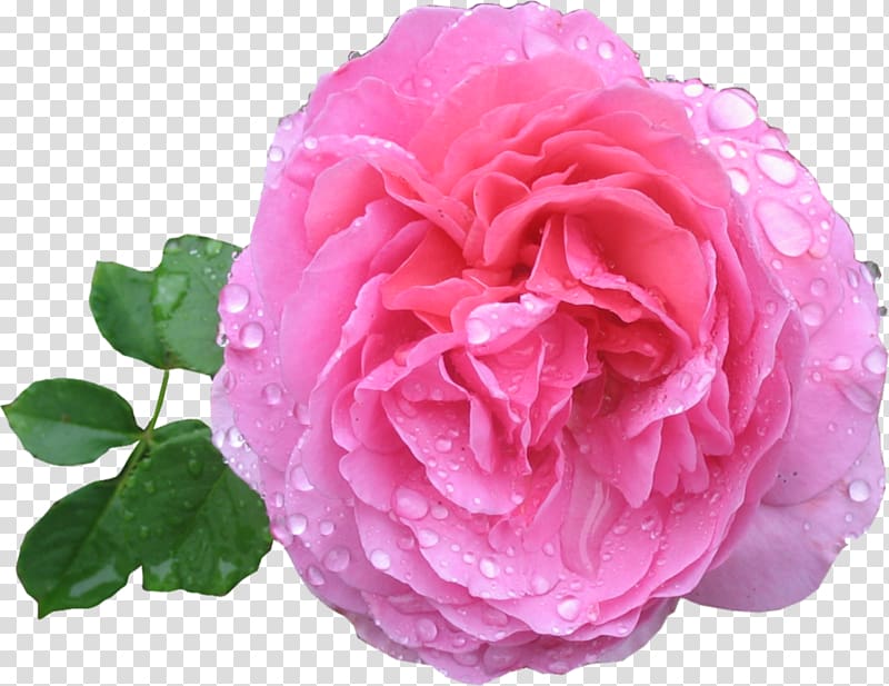 Rose Pink, Pink Rose HD transparent background PNG clipart