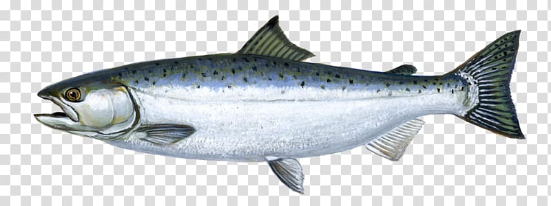 Chinook salmon Coho salmon Sockeye salmon Salmon River AquAdvantage salmon, others transparent background PNG clipart
