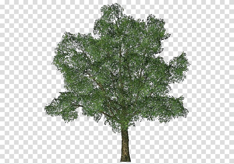 Ginkgo biloba Tree English oak, arboles transparent background PNG clipart