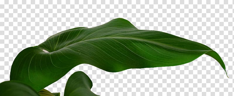 green leaf illustration, Banana leaf Musa basjoo, Banana leaf leaves transparent background PNG clipart
