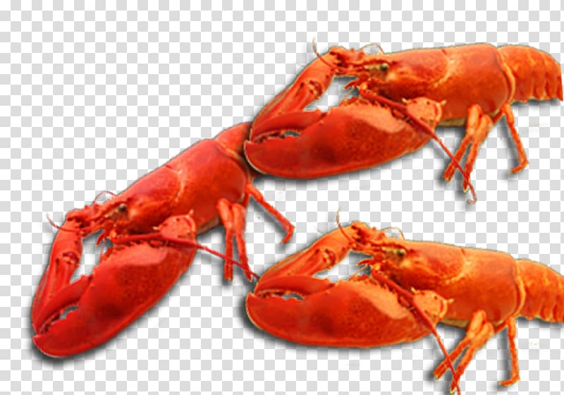 American lobster Homarus gammarus Seafood Palinurus elephas Braising, Delicious braised lobster transparent background PNG clipart