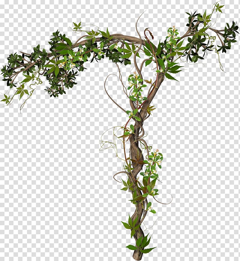 green leaf tree digital illustration, Vine , plant transparent background PNG clipart