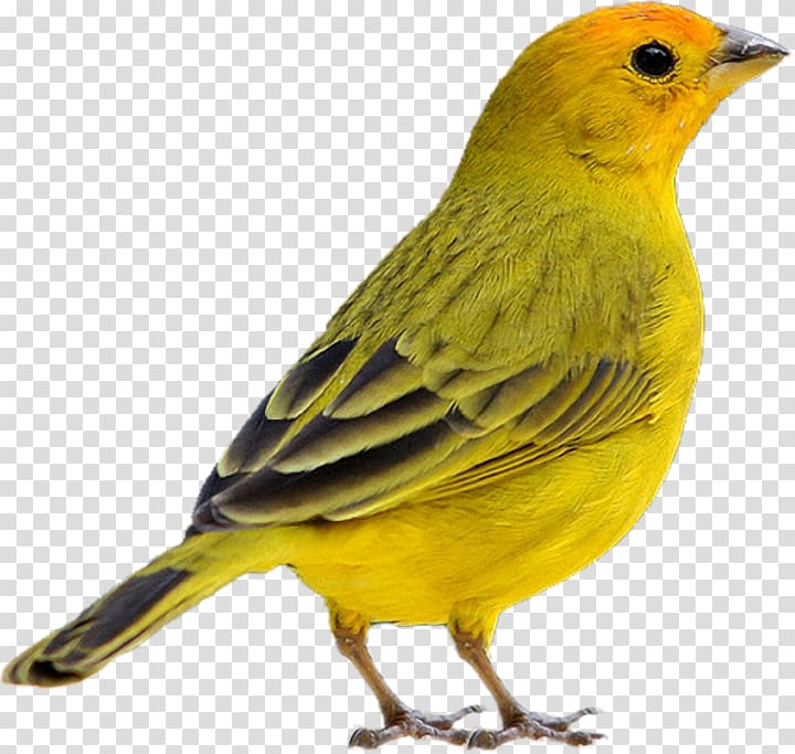 Domestic canary Bird Saffron finch Rufous-collared sparrow, Bird transparent background PNG clipart