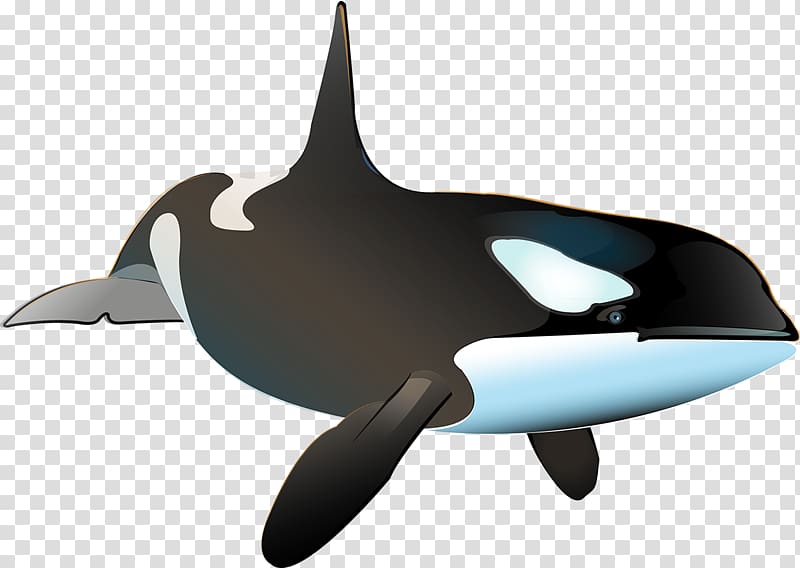 Killer whale Porpoise Shark Dolphin, whale transparent background PNG clipart