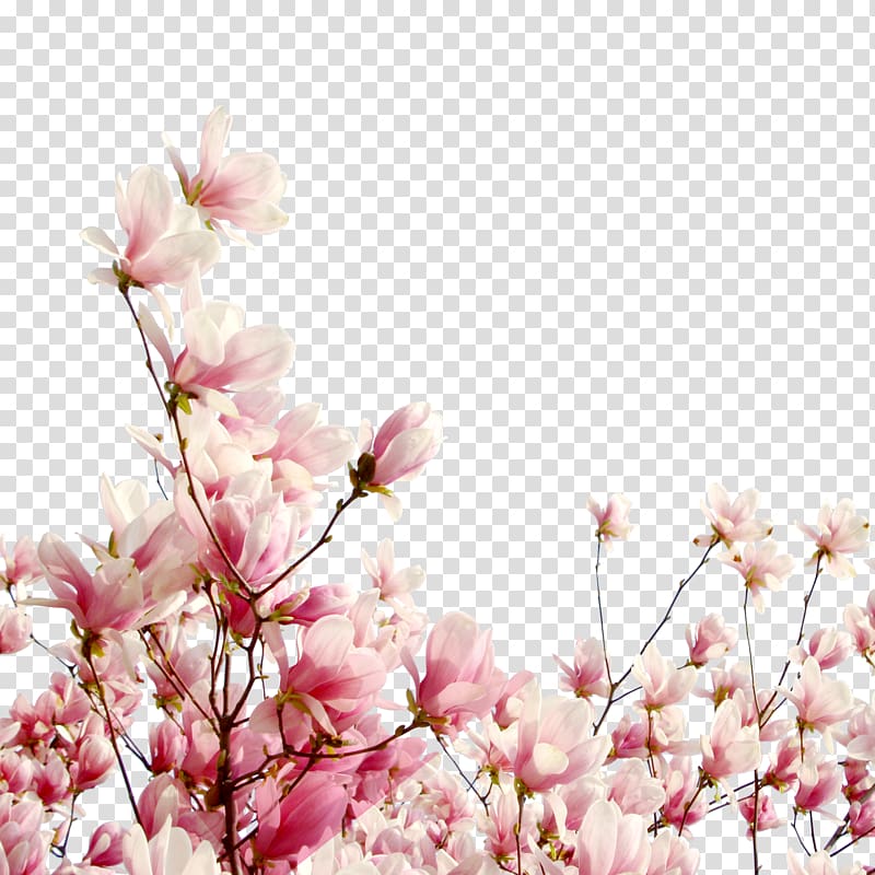 pink petaled flowers, Cherry blossom Flower Petal Cerasus, Cherry tree branch transparent background PNG clipart