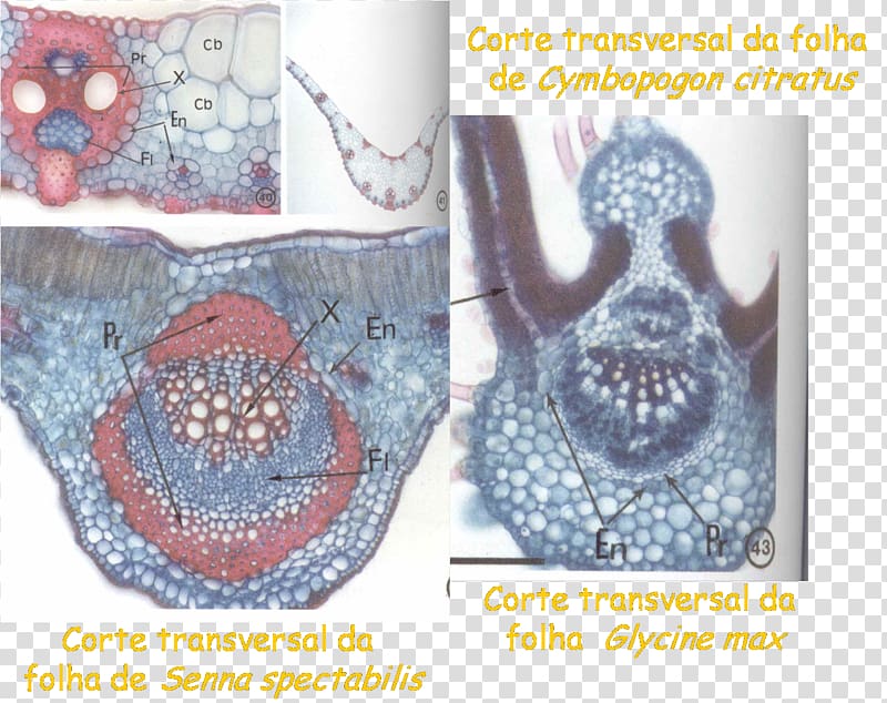Phloem Xylem Plant anatomy Vascular tissue Parenchyma, Asteraceae transparent background PNG clipart