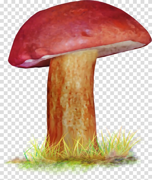 Edible mushroom Penny Bun Bolete Medicinal fungi Medicine, boletusboletus transparent background PNG clipart