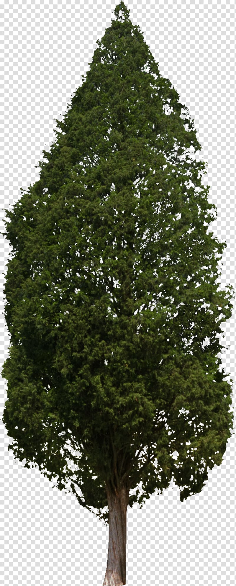 Christmas tree, Tree Woody plant Conifers Hinoki cypress, bushes transparent background PNG clipart