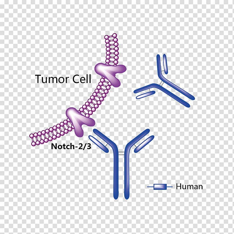 Adalimumab Monoclonal antibody Sertaconazole Pharmaceutical drug Natalizumab, three phases of ovarian cycle transparent background PNG clipart