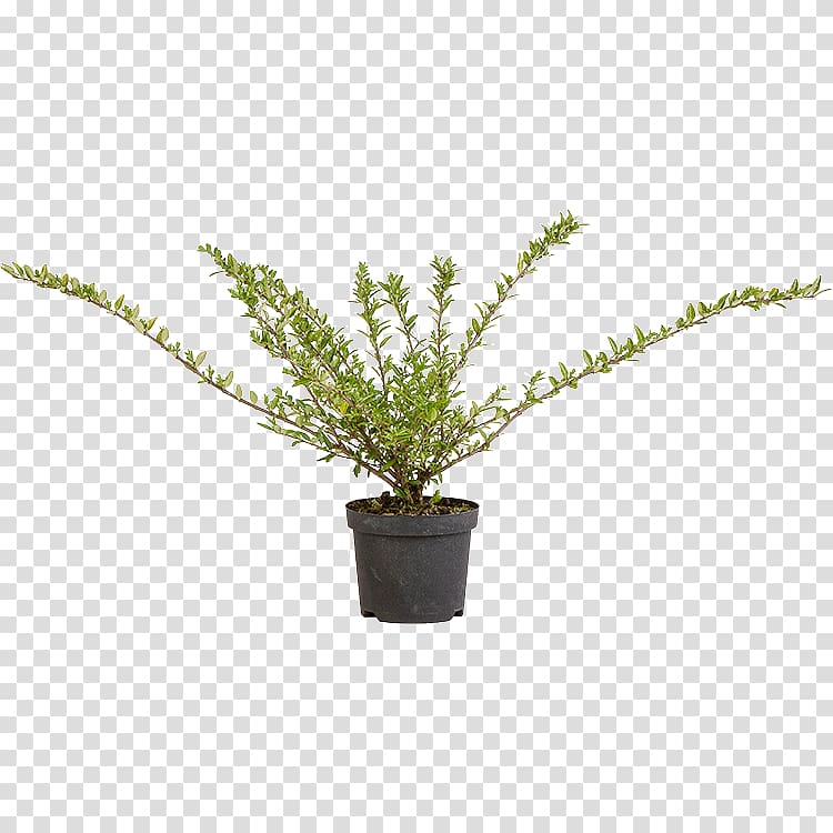 Vascular plant Puzzlegrass Fern Flowerpot, pilea transparent background PNG clipart