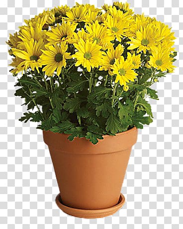 yellow daisy transparent background PNG clipart