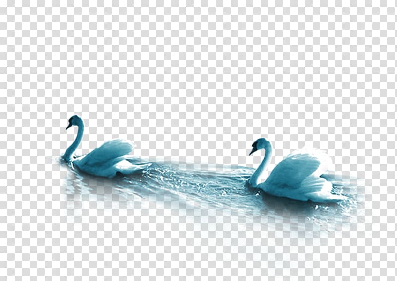 Cygnini Bird, swan transparent background PNG clipart