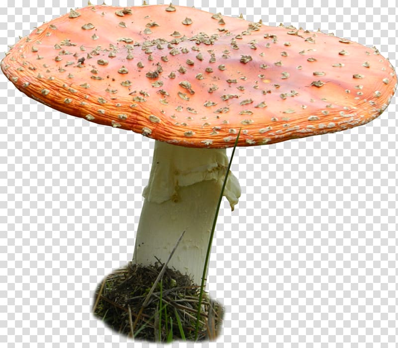 Edible mushroom Agaric Medicinal fungi Medicine, mushroom transparent background PNG clipart